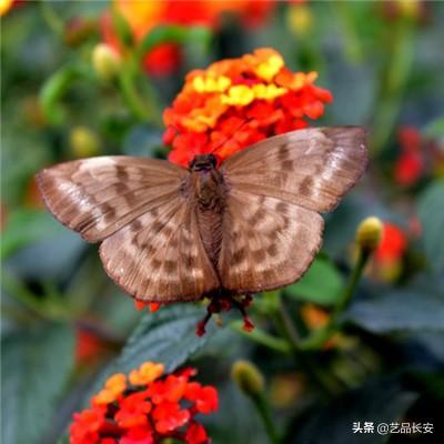 凡人修仙五雷天劫破解版下载